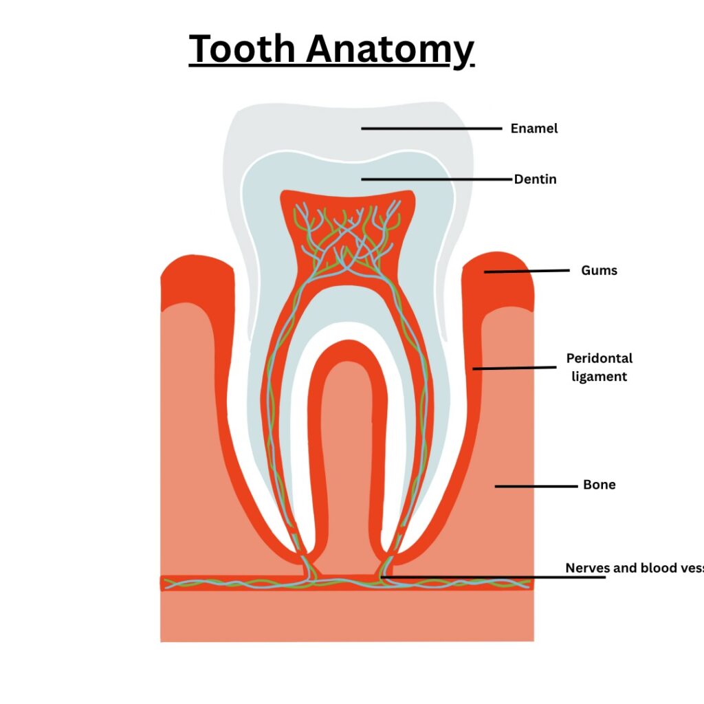 tooth anatomy